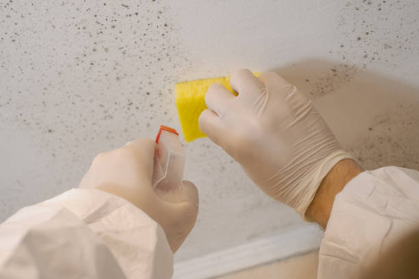 Best Industrial Mold Remediation  in USA